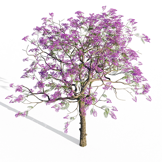 Jacaranda Mimosifolia 3D Model 3D model image 2