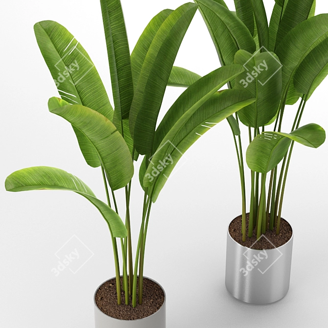 Tropical Banana Palm Tree 3D model image 2