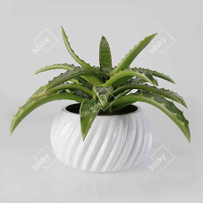 Fresh Aloe in Ceramic Pot 3D model image 1