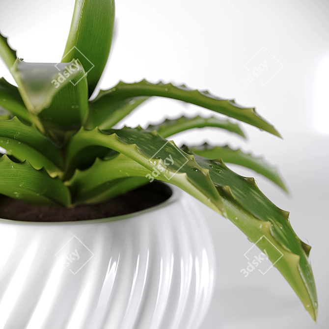 Fresh Aloe in Ceramic Pot 3D model image 2