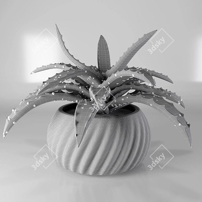 Fresh Aloe in Ceramic Pot 3D model image 3