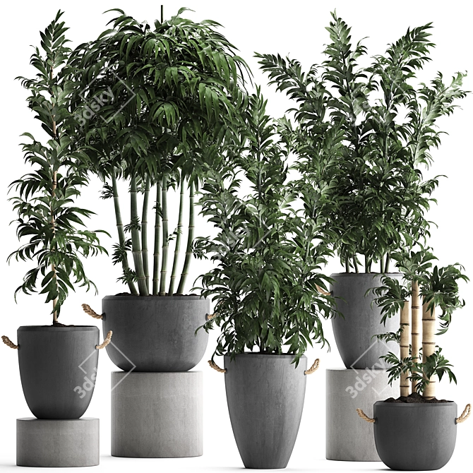 Exotic Indoor Plants Collection 3D model image 1