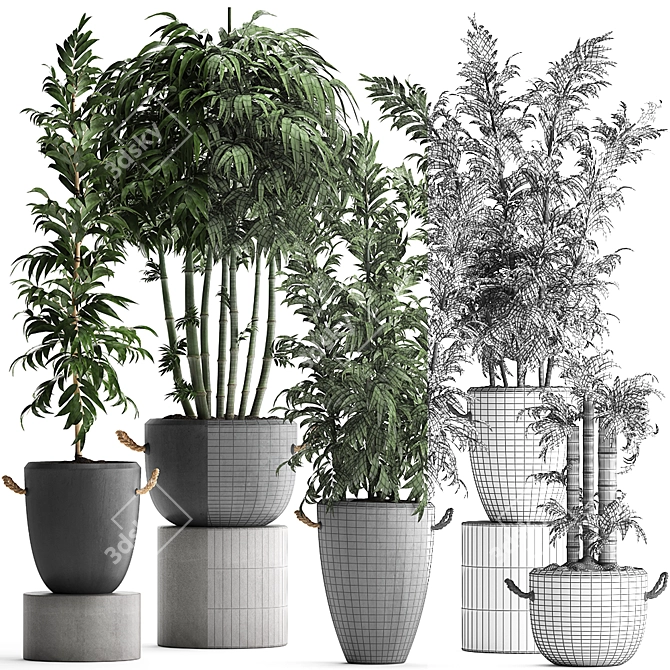 Exotic Indoor Plants Collection 3D model image 3