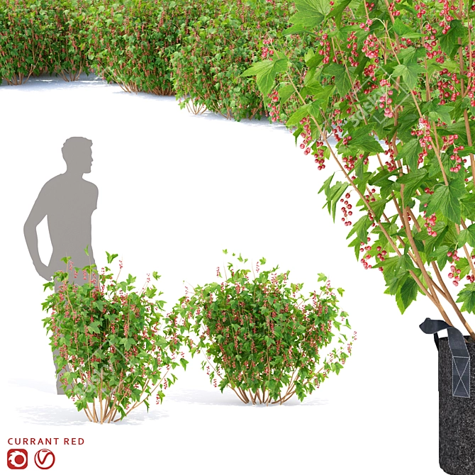 Vibrant Redcurrant Bushes: Perfect for Your Garden! 3D model image 1