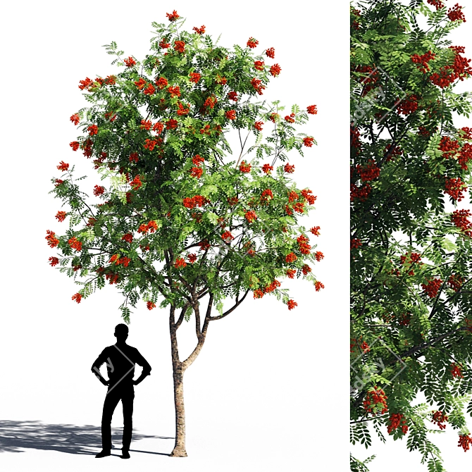 Russian Rowanberries 5 Pro 3D model image 1