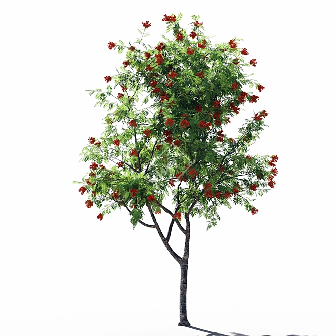 Russian Rowanberries 5 Pro 3D model image 2