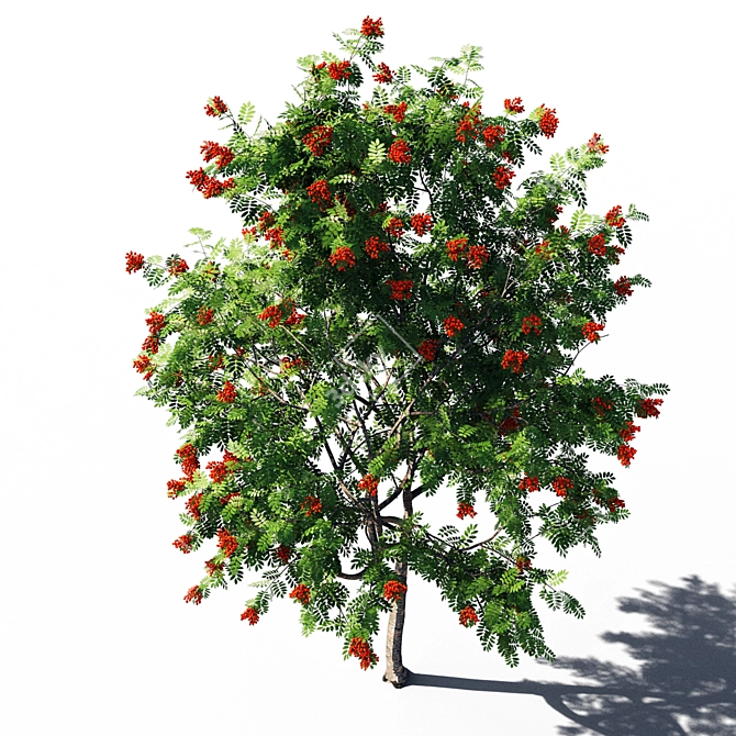 Russian Rowanberries 5 Pro 3D model image 3