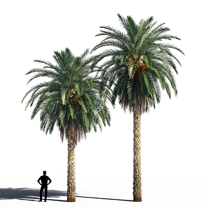  Exquisite 3D Date Palm 3D model image 1