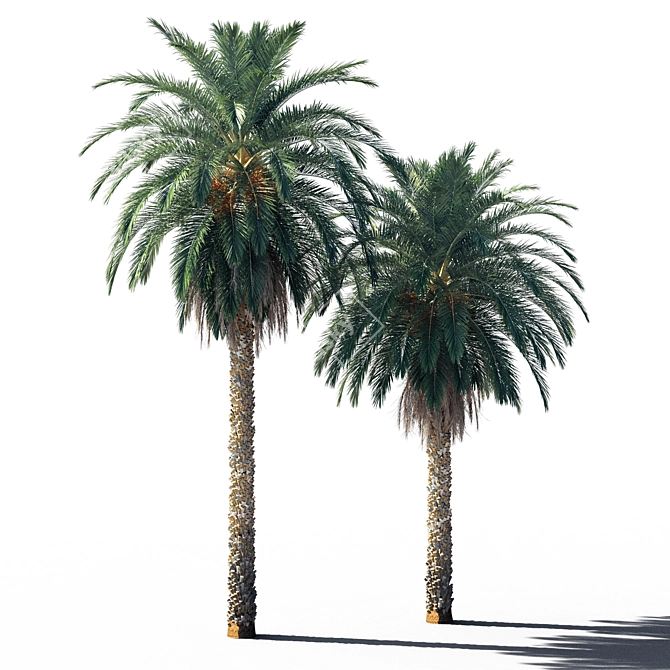  Exquisite 3D Date Palm 3D model image 3