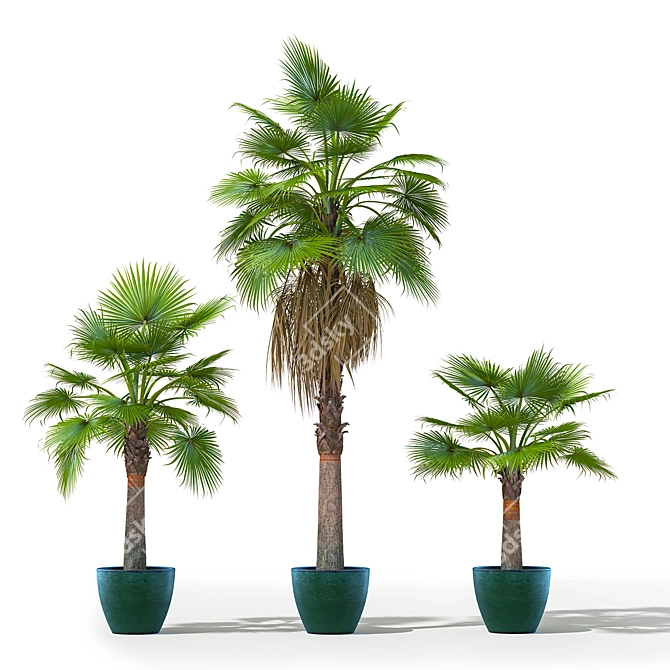 Versatile Washingtonia Robusta Palm Set 3D model image 1