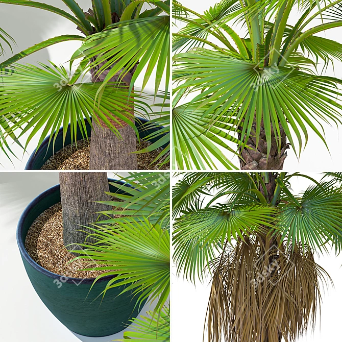 Versatile Washingtonia Robusta Palm Set 3D model image 2