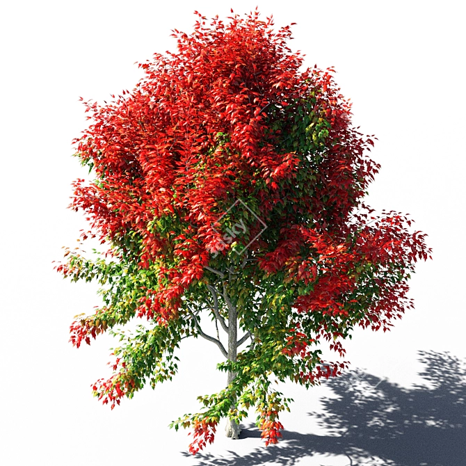 Maple 4 - 3D Modeling Solution 3D model image 3