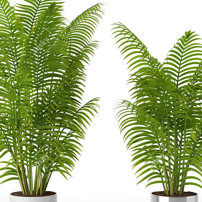 Exotic Areca Howeia Palms 3D model image 2