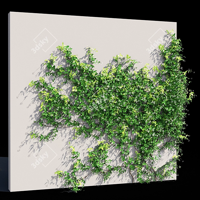 Exquisite Trachelospermum jasminoides 3D model image 1