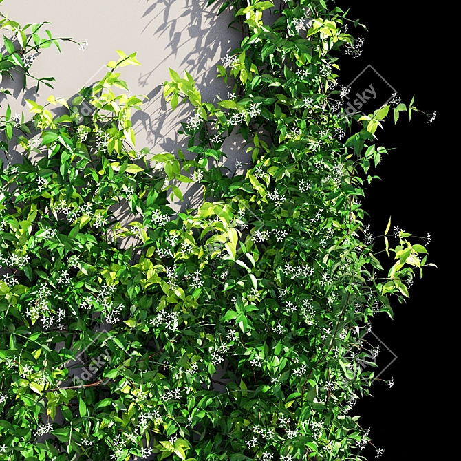 Exquisite Trachelospermum jasminoides 3D model image 3