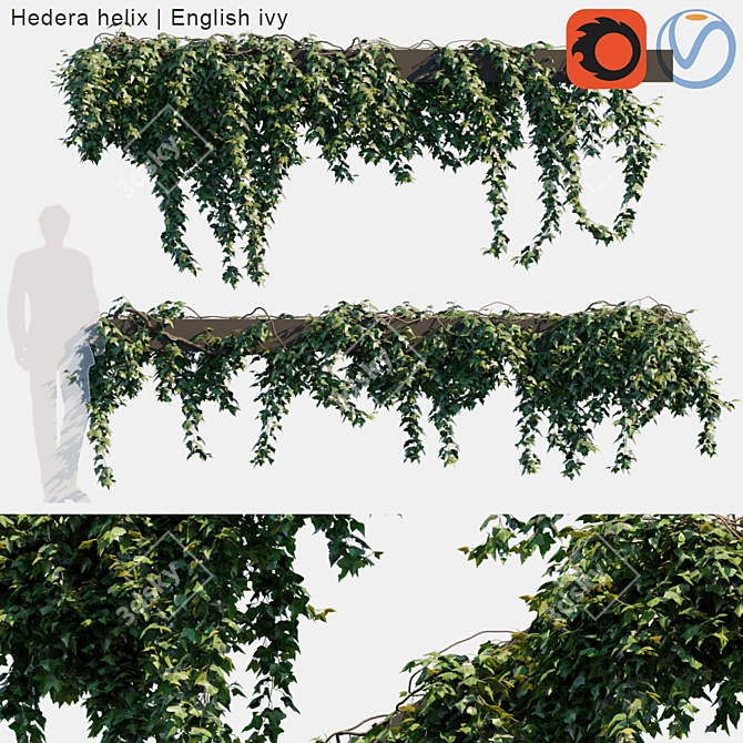 Evergreen Ivy | Wall Creeping Plant 3D model image 1