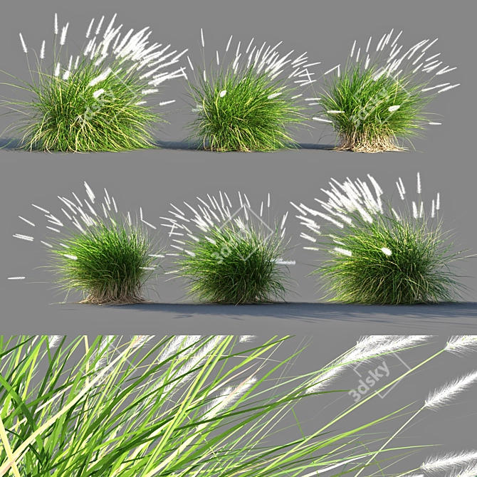 Compact Pennisetum Setaceum Grass 3D model image 1