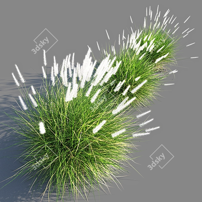 Compact Pennisetum Setaceum Grass 3D model image 2