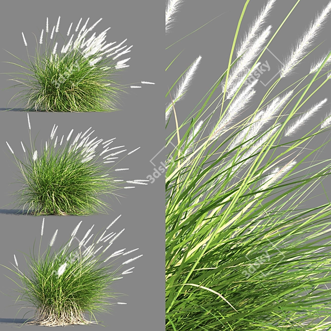 Compact Pennisetum Setaceum Grass 3D model image 3