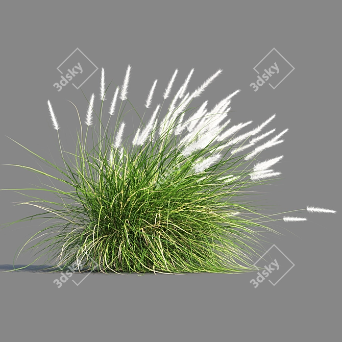 Compact Pennisetum Setaceum Grass 3D model image 4