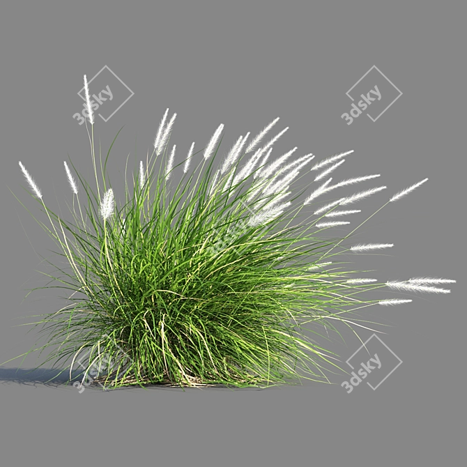 Compact Pennisetum Setaceum Grass 3D model image 5