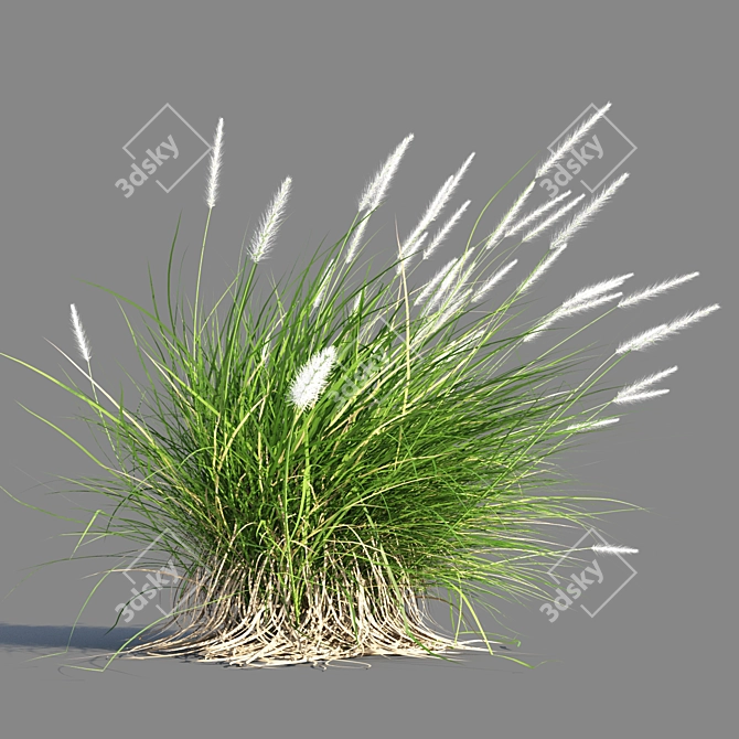 Compact Pennisetum Setaceum Grass 3D model image 6