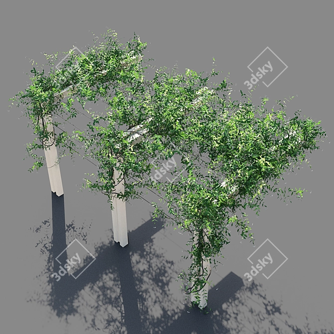 Trachelospermum Jasminoides Pergola 3D model image 2