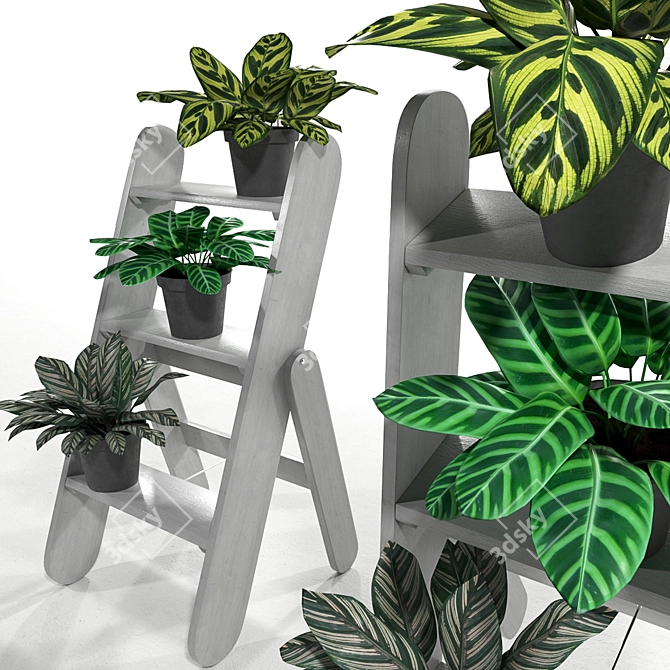 Lush Kalatea Greenery Set 3D model image 1