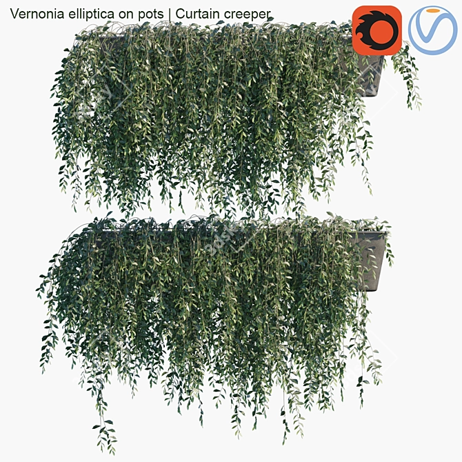 Vernonia Elliptica: Stunning Curtain Creeper! 3D model image 1