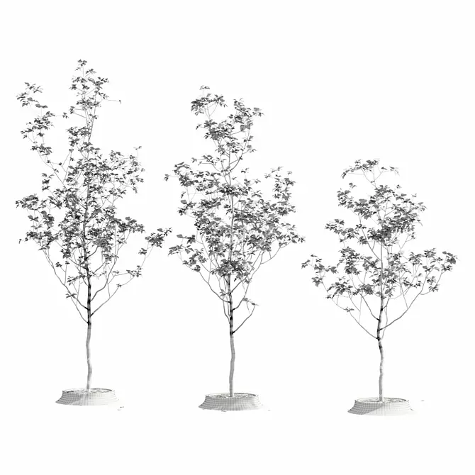 Title: Black Poplar Variations 3D model image 3