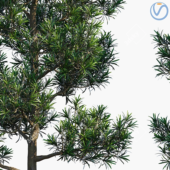 Plum Pine Yew: Exquisite Pot Plant 3D model image 2