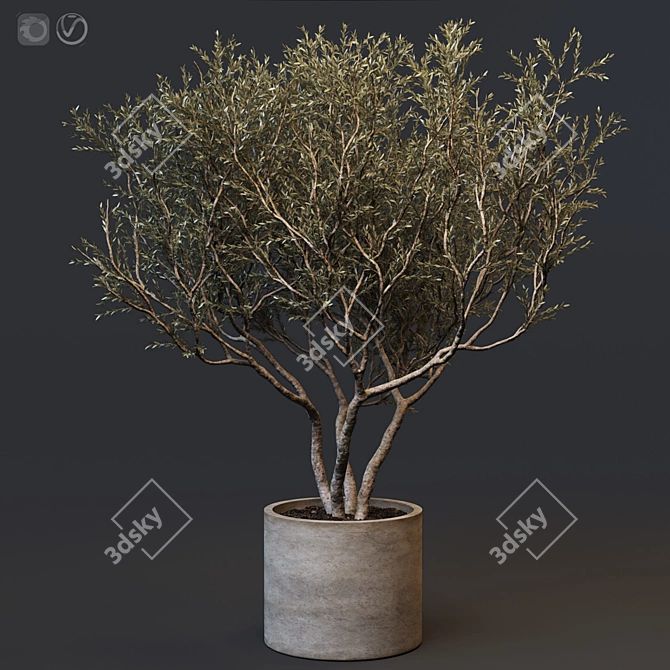 European Olive Tree in Concrete Vase 3D model image 1