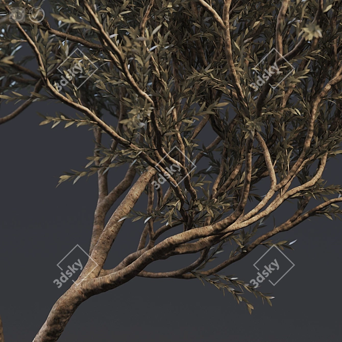 European Olive Tree in Concrete Vase 3D model image 2
