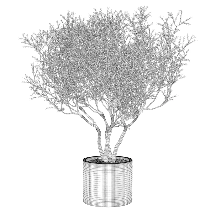 European Olive Tree in Concrete Vase 3D model image 3