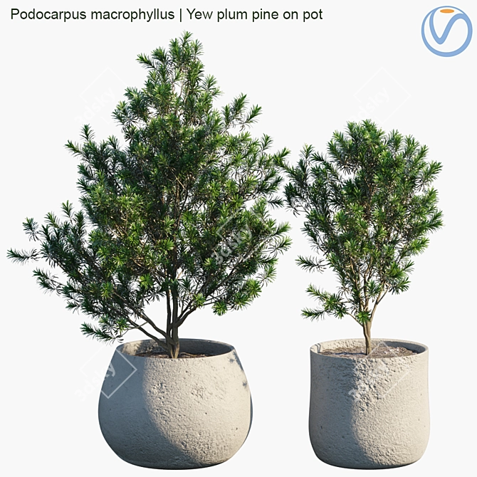 Lush Yew Plum Pine: Potted Perfection! 3D model image 1