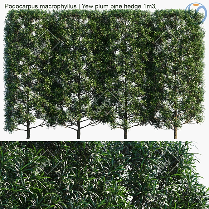 Evergreen Yew Plum Pine Hedge 3D model image 1