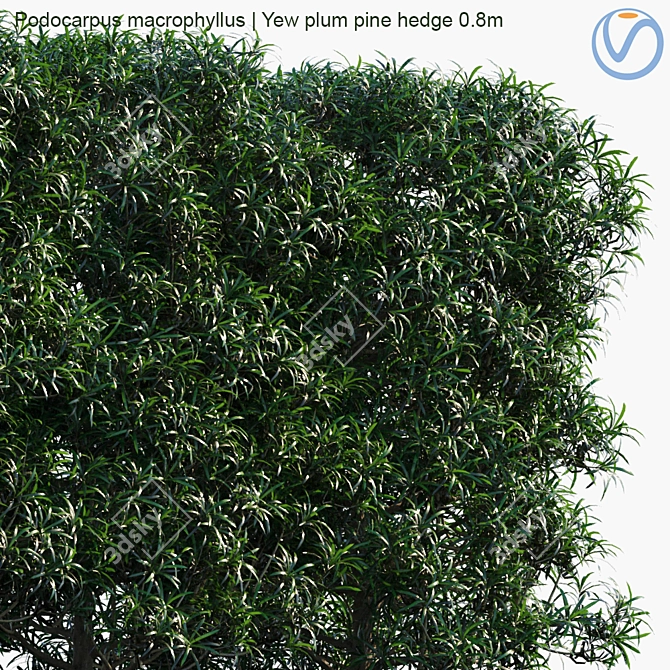 Podocarpus Hedge: Yew Plum Pine 3D model image 2