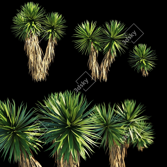 Yucca Tree: 3 Model Parts 3D model image 1