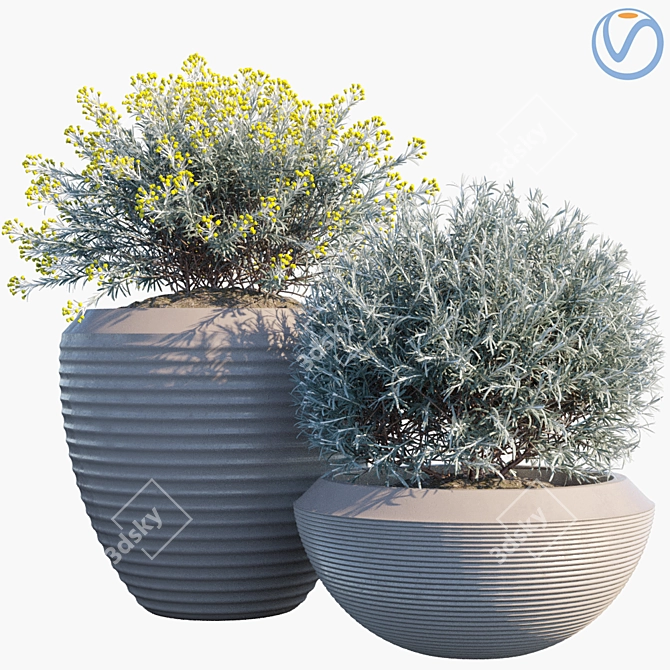 Traditional Curry Plant: Pot #35 3D model image 1