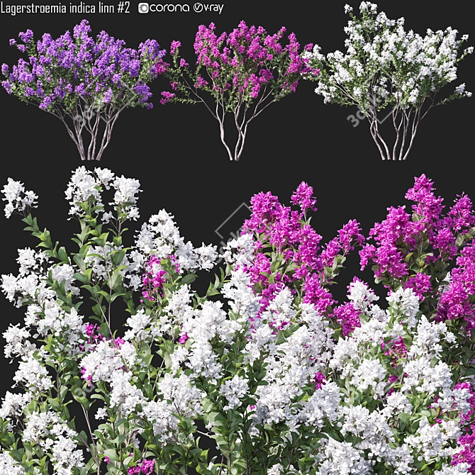 Crepemyrtle Tree Model for 3D Rendering 3D model image 1