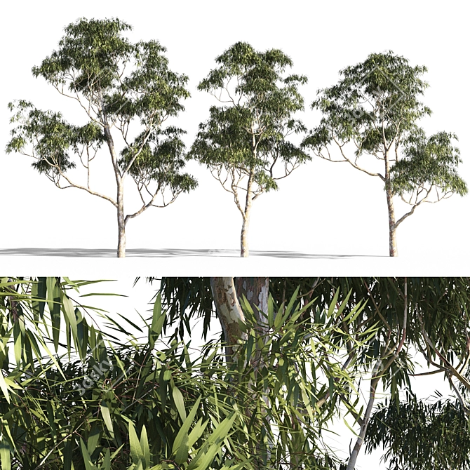 Eucalyptus 7 - Vibrant Variations 3D model image 1