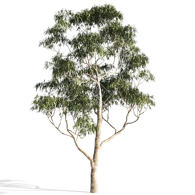 Eucalyptus 7 - Vibrant Variations 3D model image 5