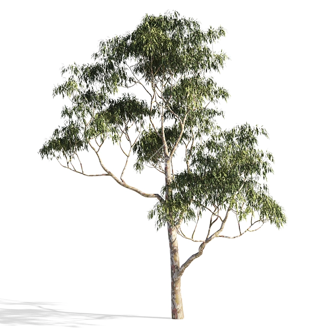 Eucalyptus 7 - Vibrant Variations 3D model image 6