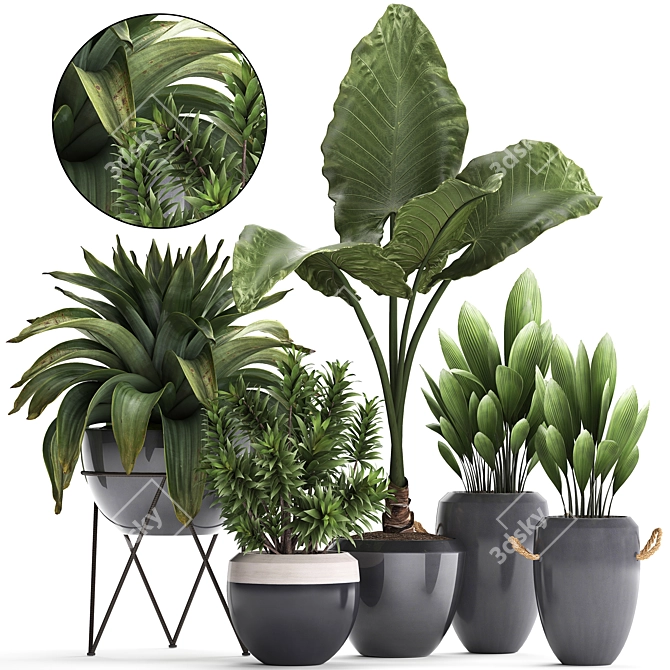 Exotic Plant Collection: Alocasia, Palm Grass, Bromelia & More 3D model image 1