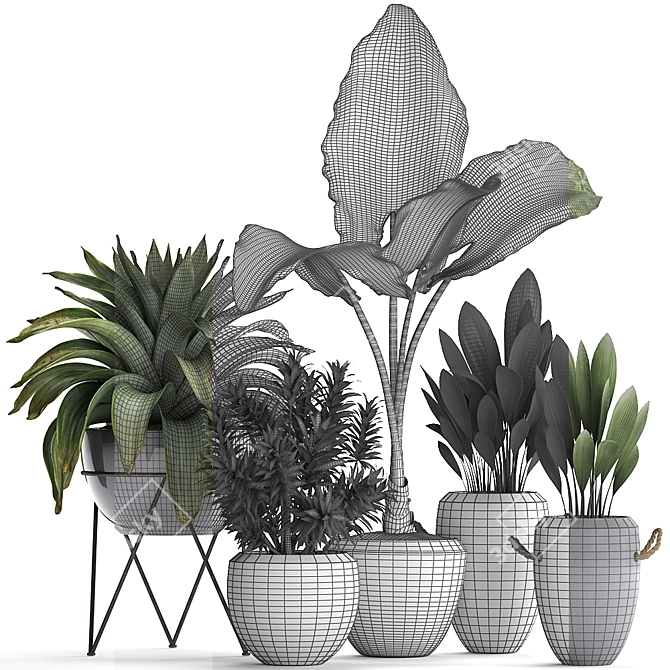 Exotic Plant Collection: Alocasia, Palm Grass, Bromelia & More 3D model image 3
