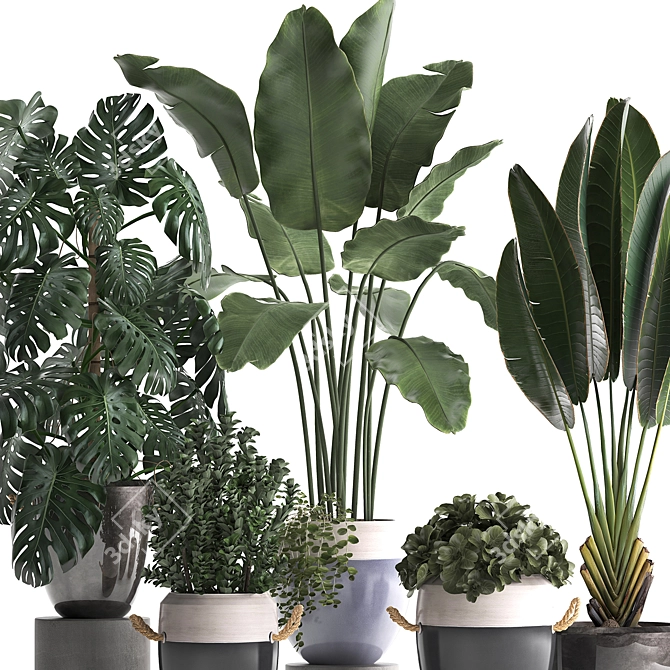 Tropical Plant Collection: Exotic Houseplants 3D model image 2