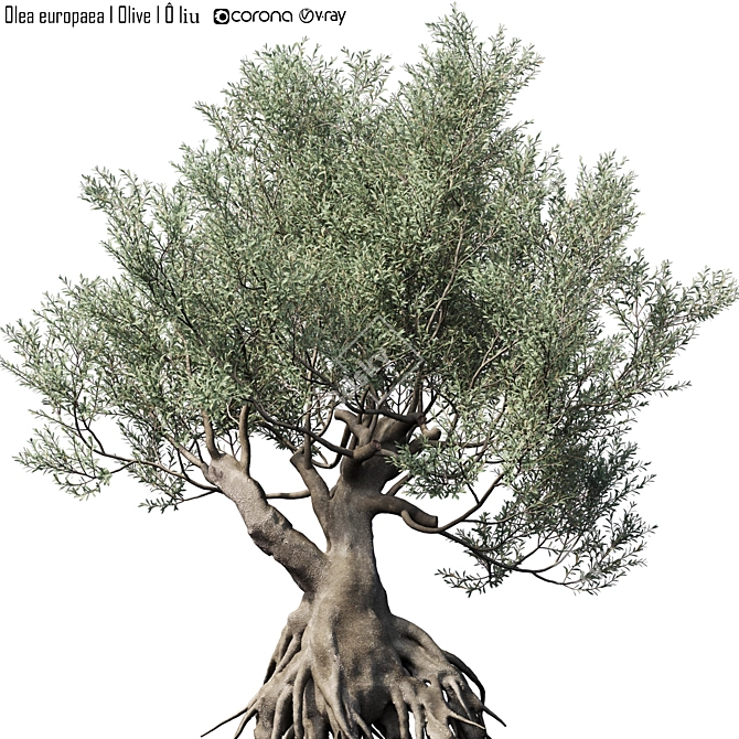 Europa Olea Olive Tree 3D Model 3D model image 1