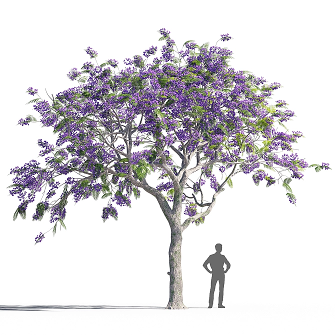 Jacaranda mimosifolia Tree: Vibrant and Majestic 3D model image 1