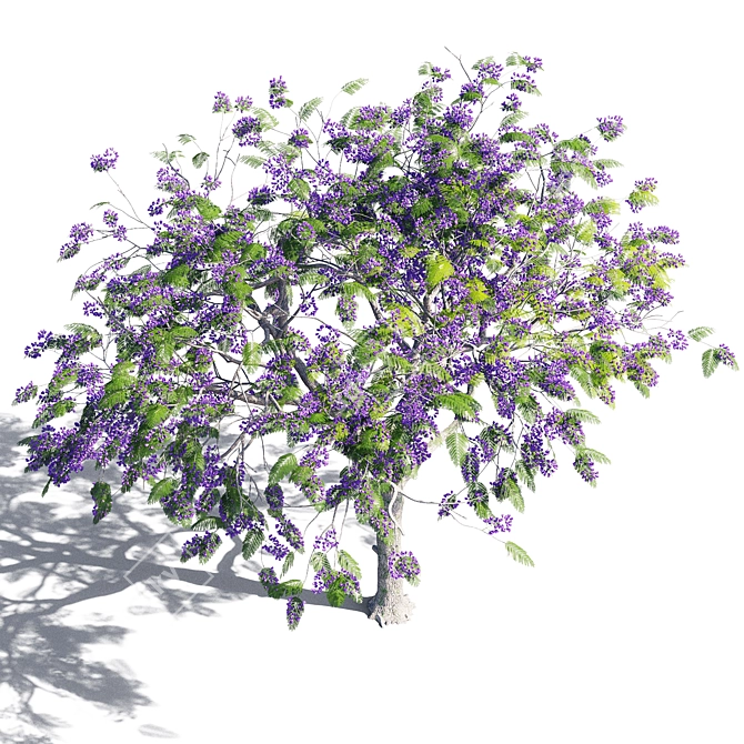 Jacaranda mimosifolia Tree: Vibrant and Majestic 3D model image 3