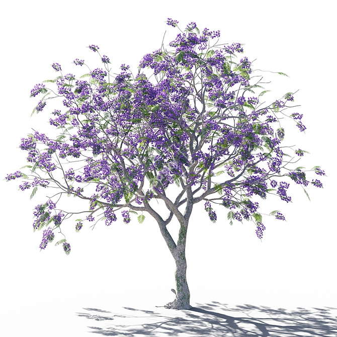 Elegant Jacaranda Mimosifolia Tree 3D model image 2